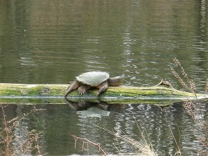 SnappingTurtle