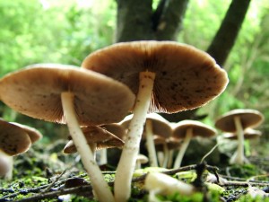Giant_Mushrooms_-_Auckland
