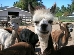 curious alpaca