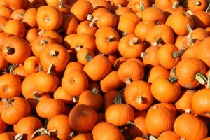pumpkin farm york