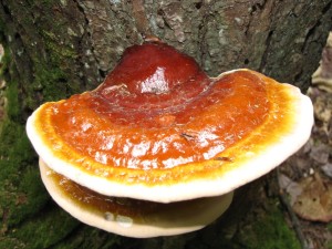 Red-belted polypore