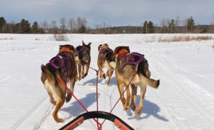 dog sledding