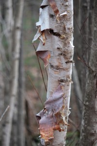paper birch1