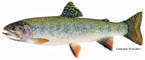 brooktrout
