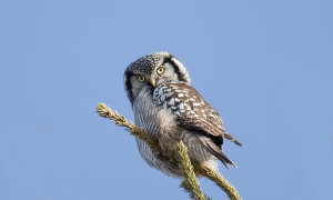 york owl