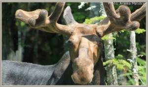 Sebago - moose lottery