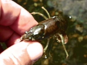 bob crayfish