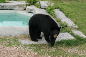 black bear