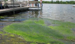 Helping our Maine Lakes: You Can Make a Difference